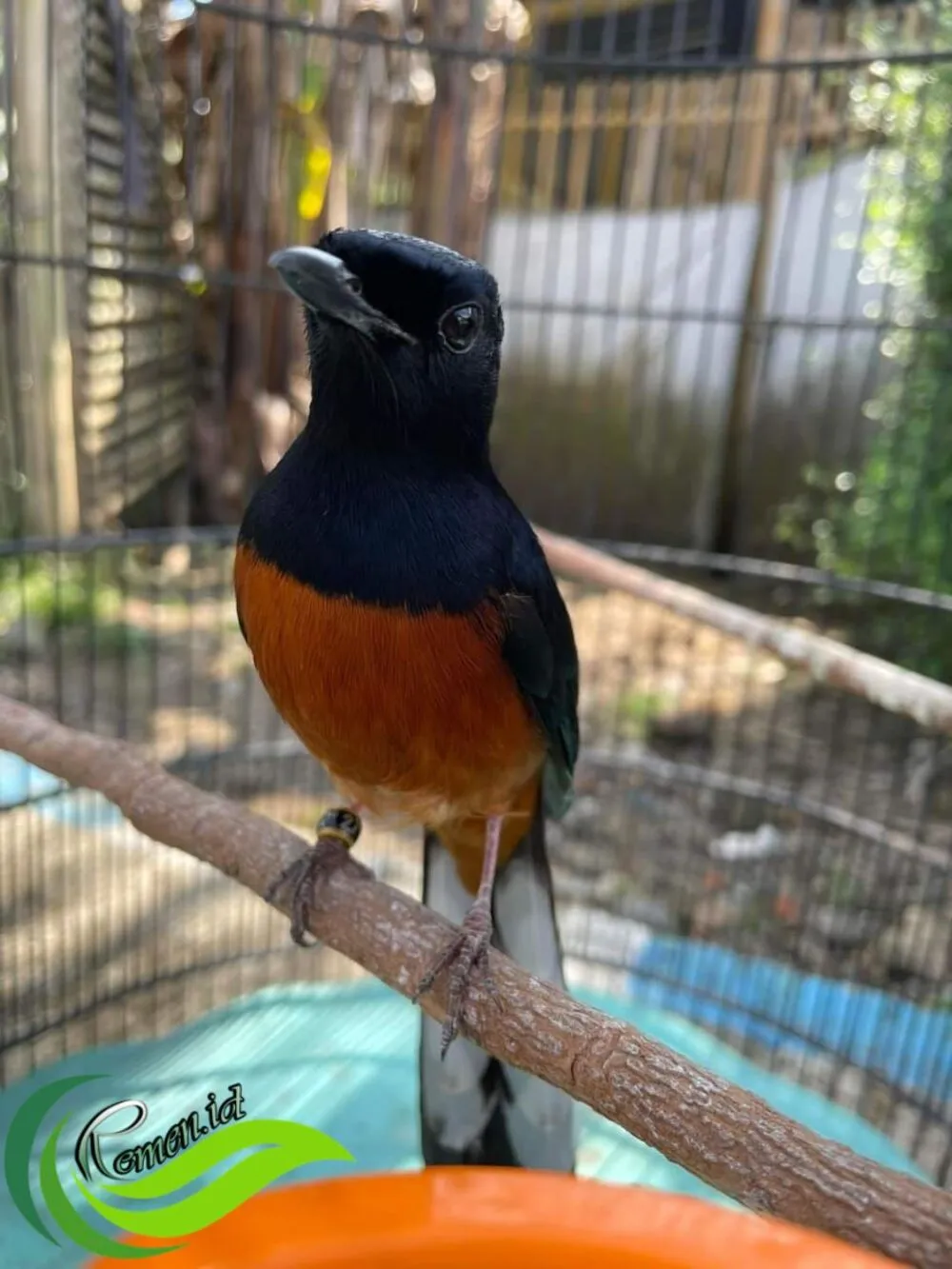 Murai Grujugan: Kehidupan Burung Kicau di Jantung Cilacap