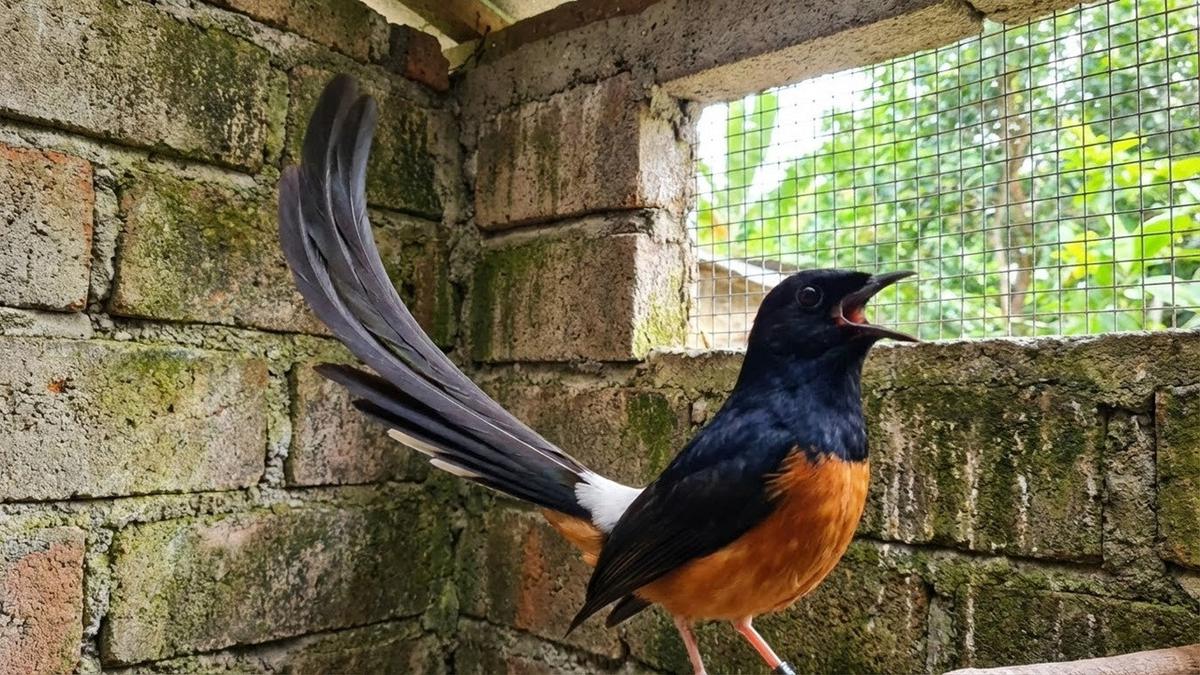 GMBF (RL) Murai Grujugan: Jadi Tuan Rumah Burung Kicau Cilacap